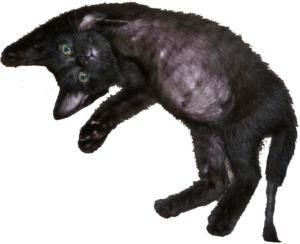 お腹いっぱいの赤ちゃん猫