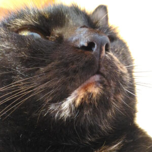 副院長猫