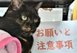 お願いと注意