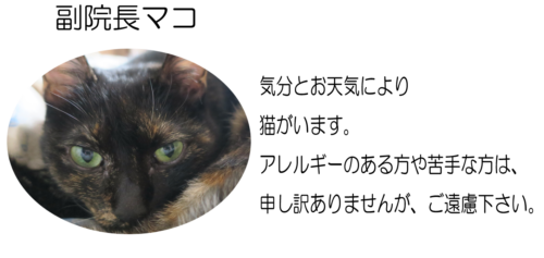 猫がいます