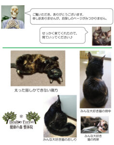 猫のお尻と肉球、後ろ姿の写真集