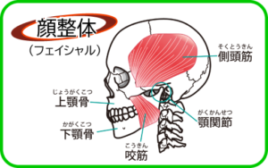顎の筋肉の横顔ガイコツイラスト