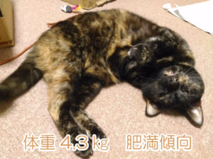 4.3キログラムで肥満気味のサビ猫
