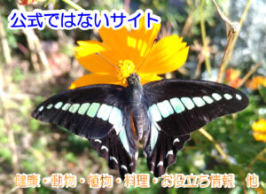 アオスジアゲハ裏サイトへ