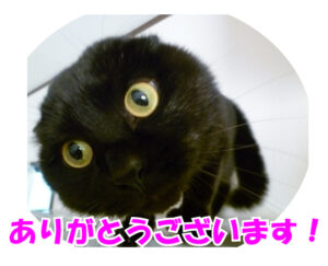 アップの黒猫