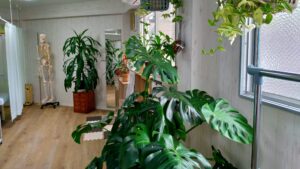 植物がたくさんの院内風景/健康の森整体院