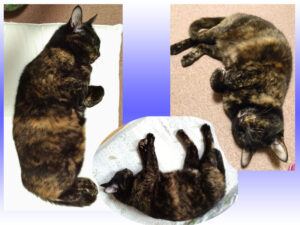 副院長（猫）寝姿3種