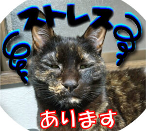 健康の森整体院　猫もストレスあります
