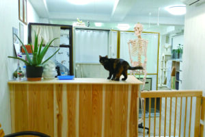 副院長サビ猫マコ