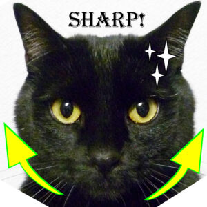 健康の森整体院　黒猫テトイメージ画像　フェイシャル整体　