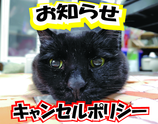 黒猫の顔のアップ、キャンセルポリシーのお知らせ　健康の森整体院