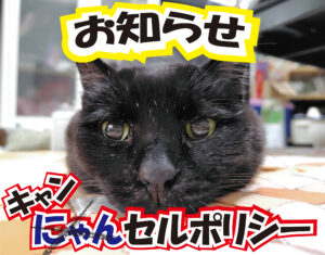 キャンセルポリシーのお知らせ　健康の森整体院
